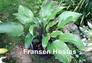 Hosta Hear No Evil